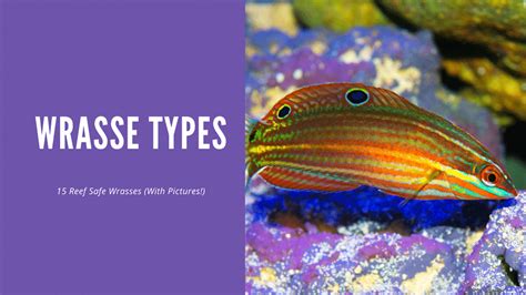 Wrasse Types – 15 Reef Safe Ones (With Pictures!).